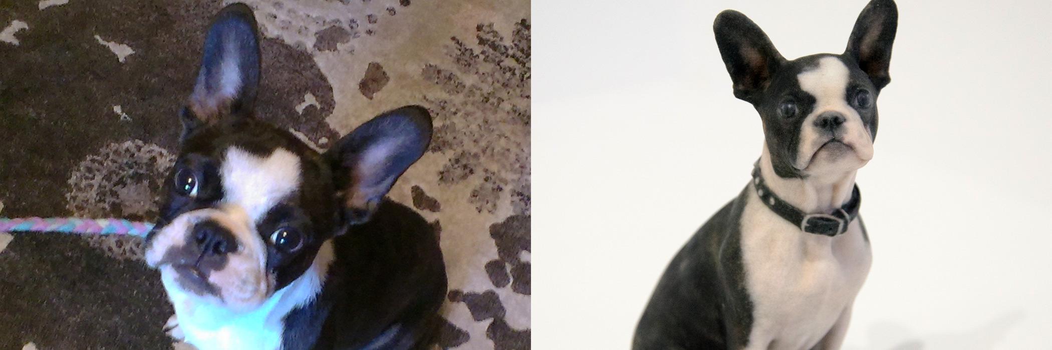 PetPrints3D's profile banner image