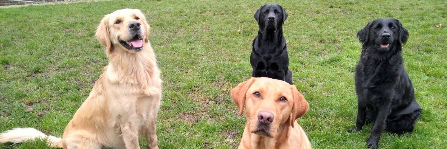 GuideDogsRedbridge banner