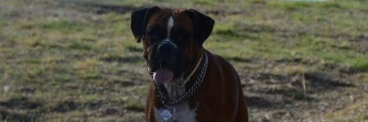 JaviTopato's profile banner image