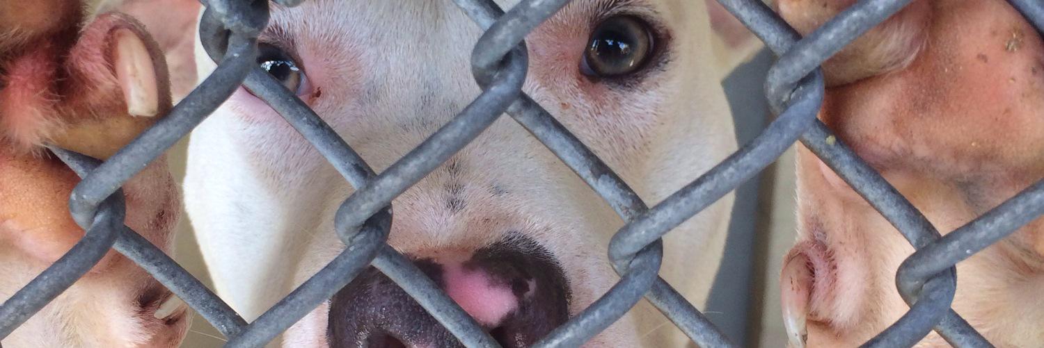 theadoptablesIG's profile banner image