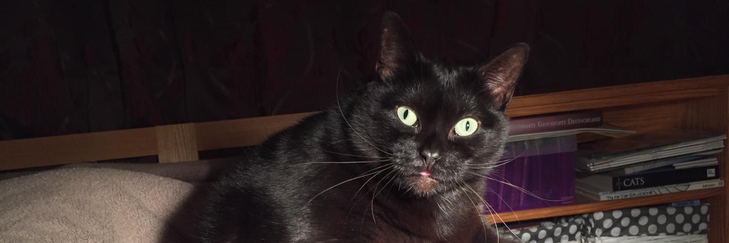 Georgepaws's profile banner image