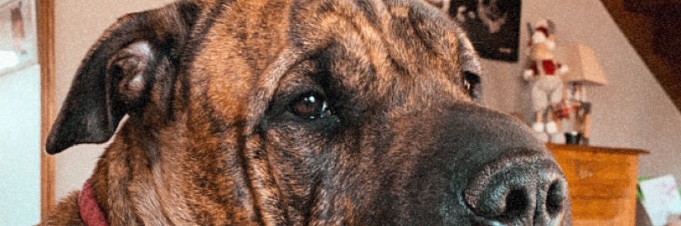 LLebarillier's profile banner image