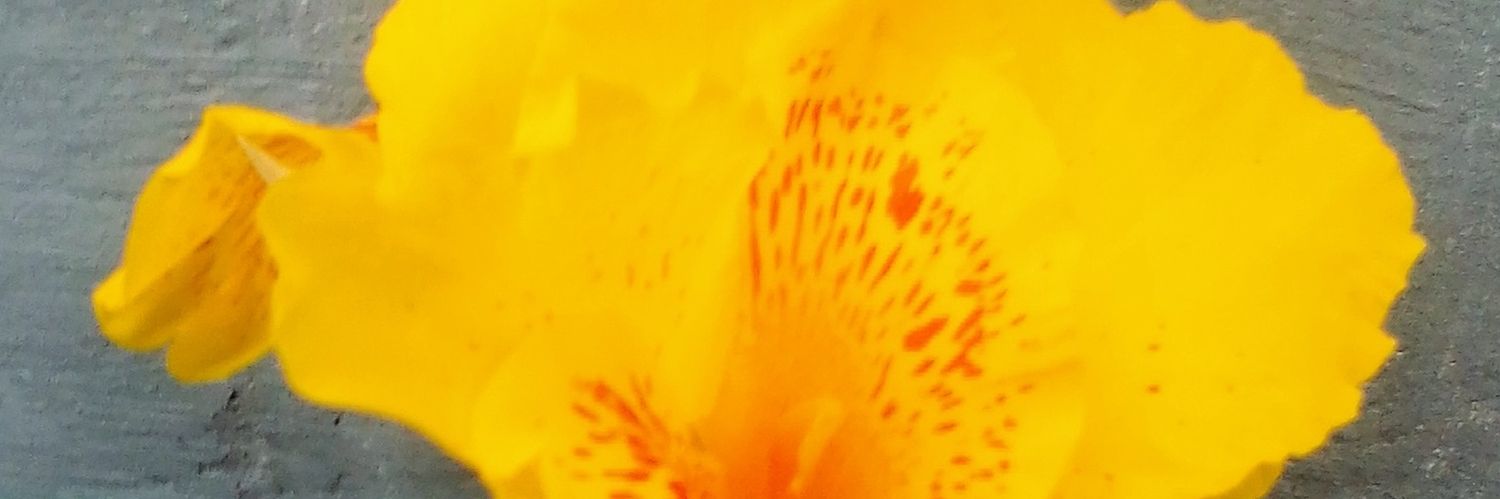 tionapos's profile banner image