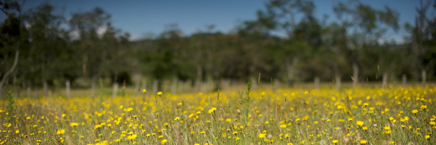 ReinoDelMar's profile banner image