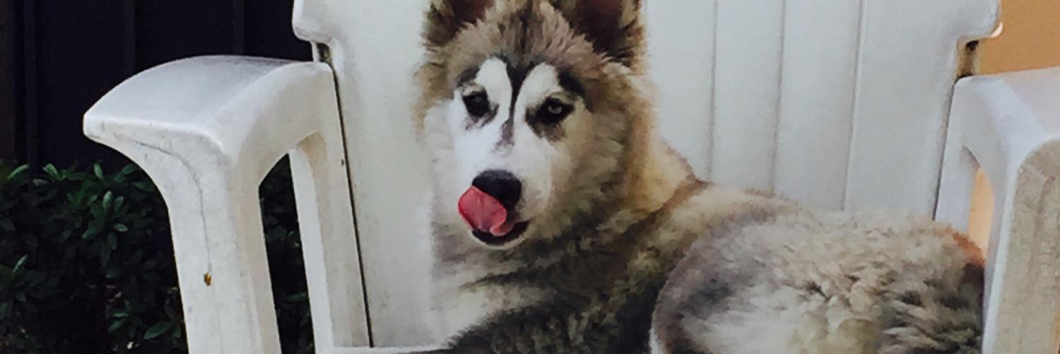 leo_livee's profile banner image