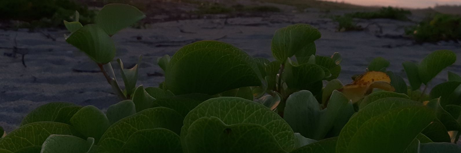 LosanzSol's profile banner image