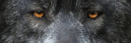 MagnusZwarts2's profile banner image