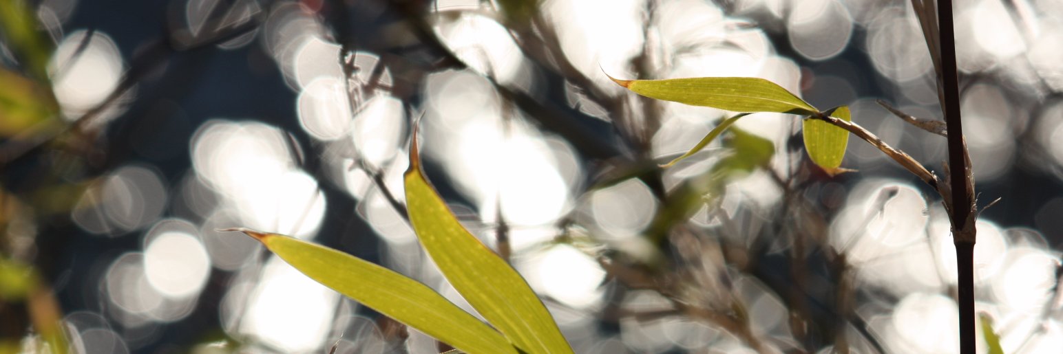 raywhay's profile banner image