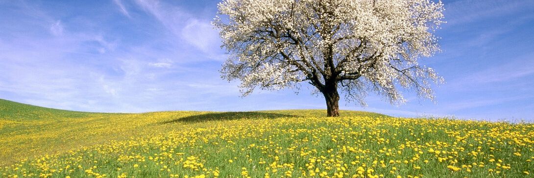 Little Bo Tweet banner