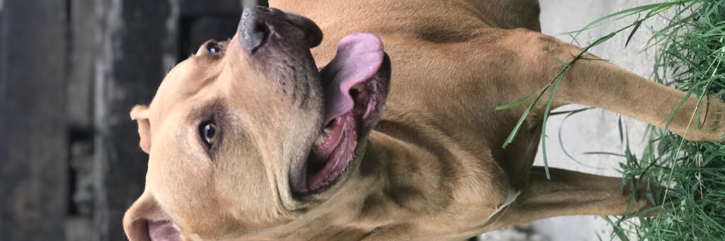 DomCastillo🥶 banner