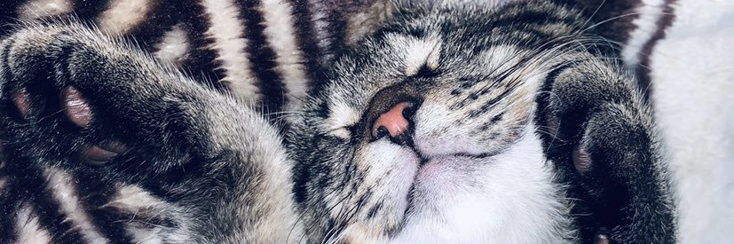 ElenFizzy's profile banner image