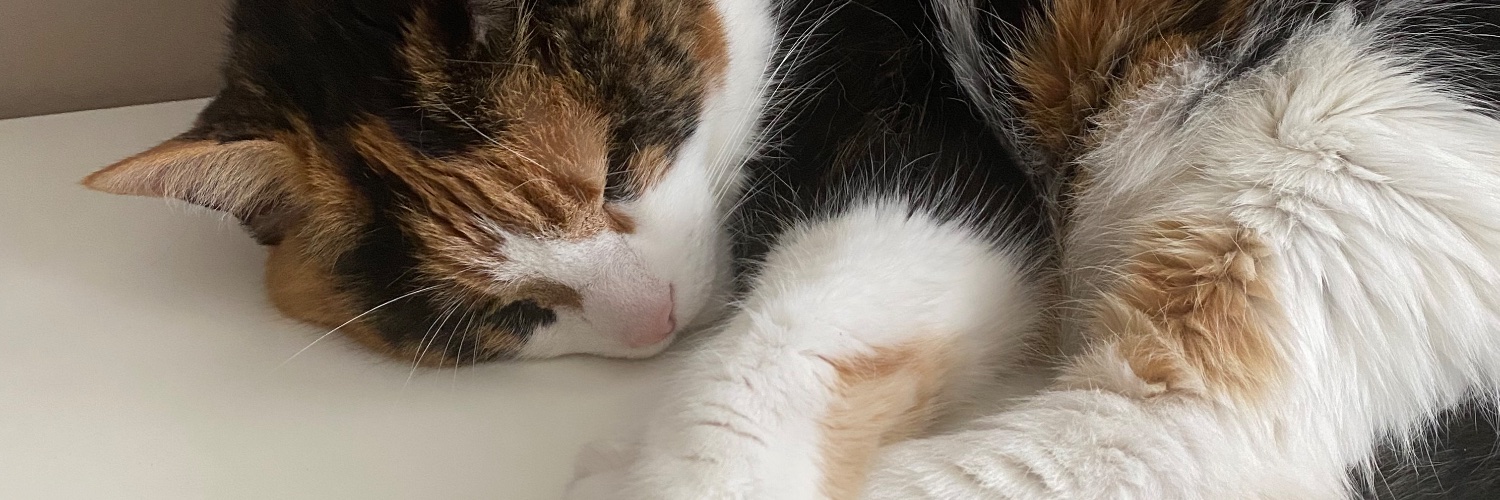 sofspagetti's profile banner image