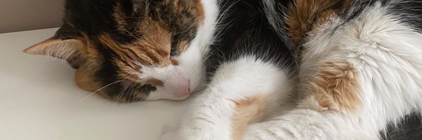 sofspagetti Profile Banner