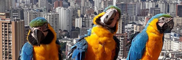 María Paula Mijares Torres banner