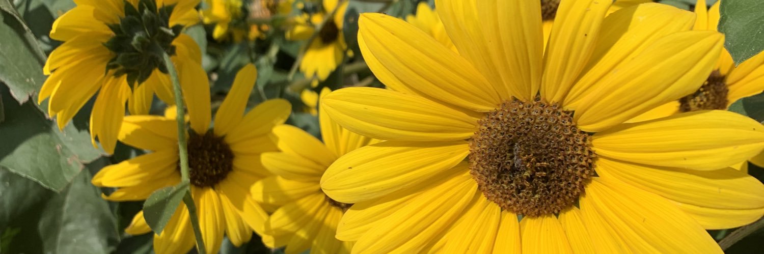 Treececarson's profile banner image