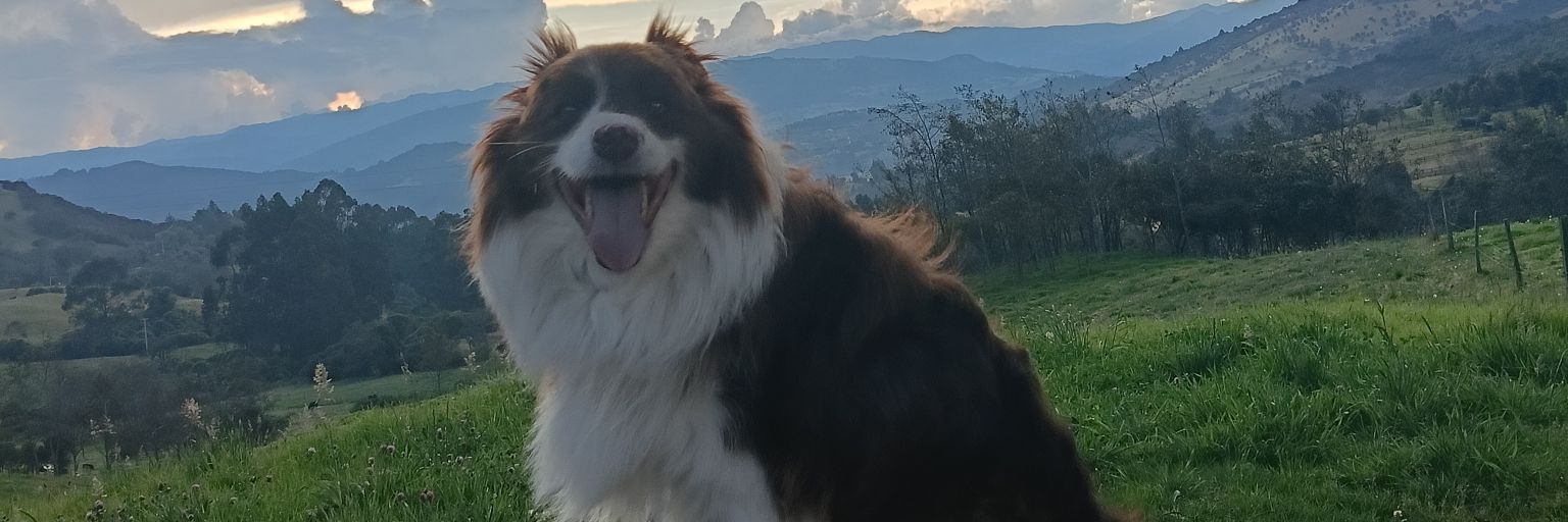 laherejia's profile banner image