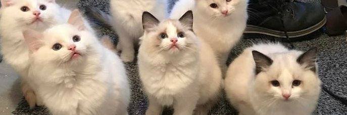 katbonwick2's profile banner image