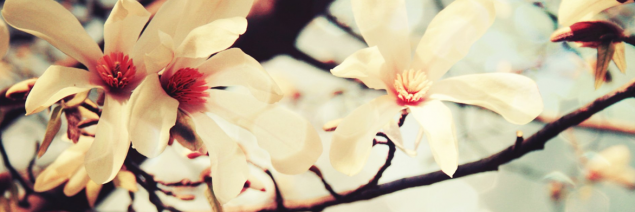 JaneCeron's profile banner image