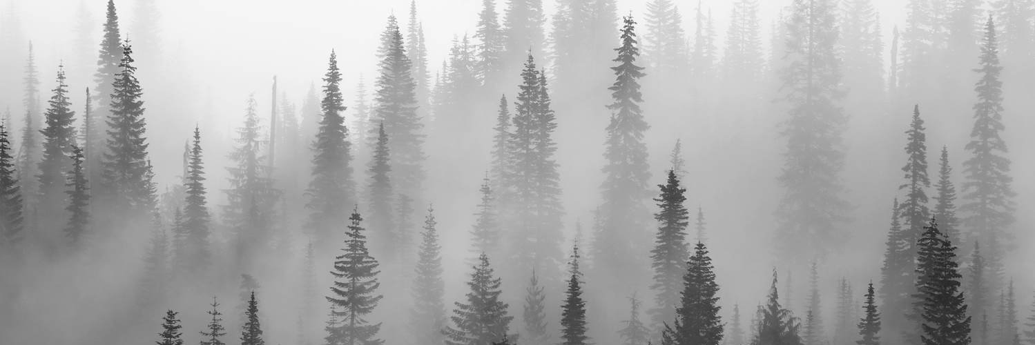 msbungle666's profile banner image