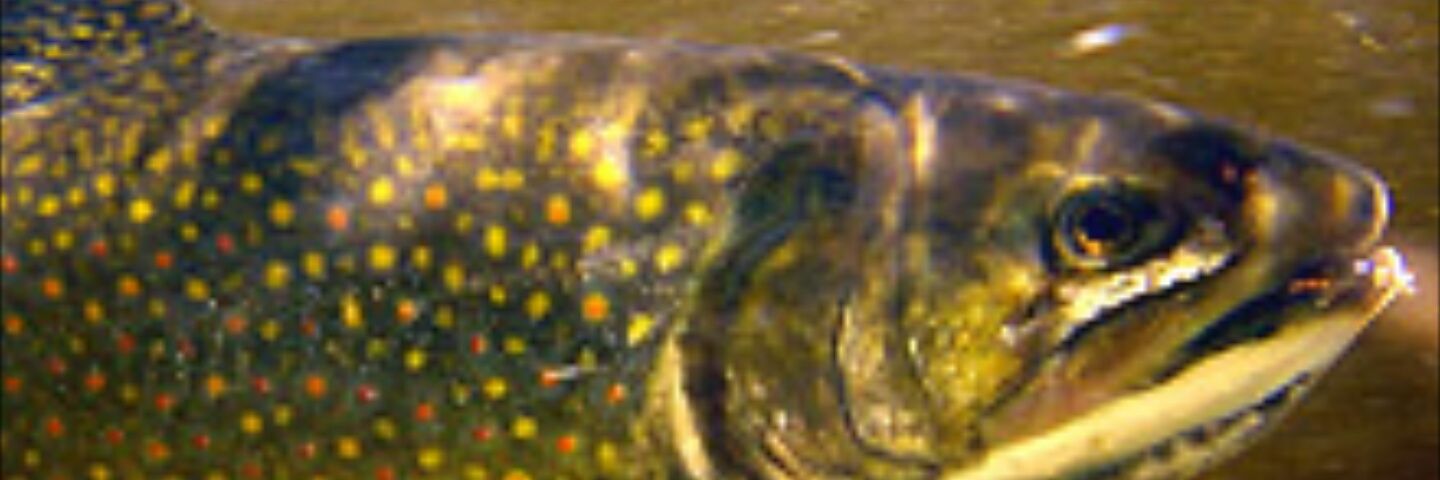 1_3726's profile banner image