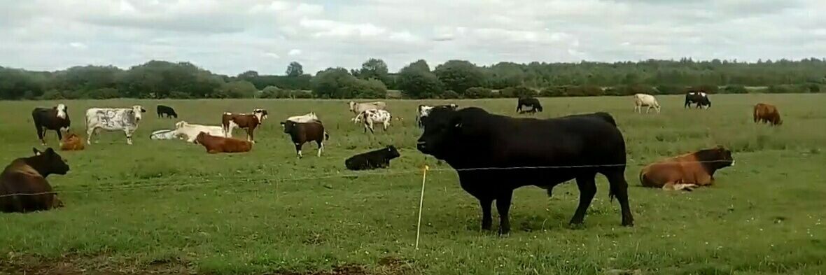 Michael heffernan banner