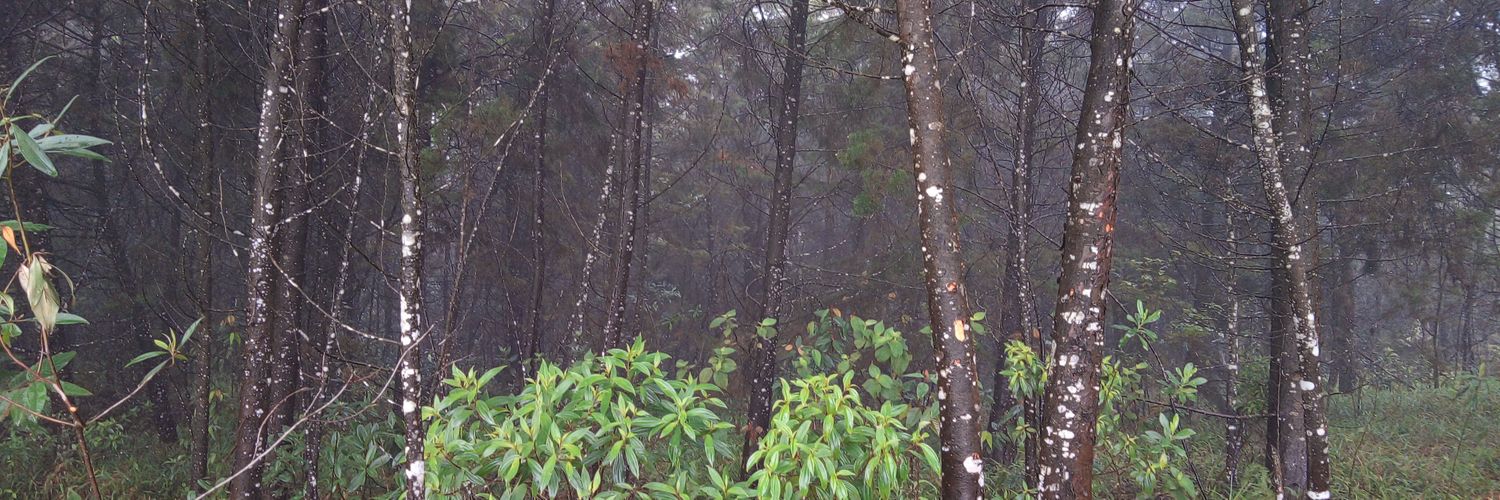 🔞PunkBeard banner