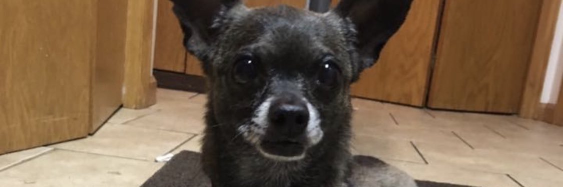 PennyDeedog's profile banner image