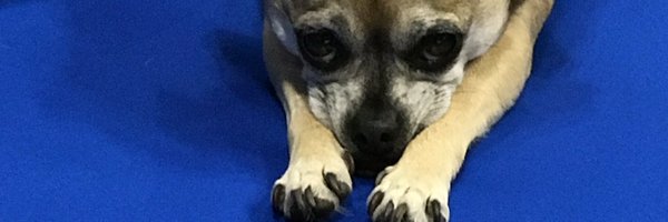 realjonlovitz Profile Banner