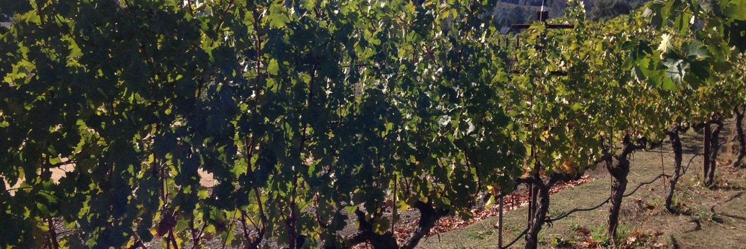 4loveofthevine's profile banner image