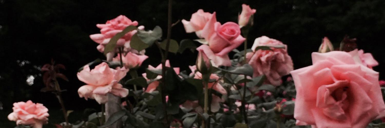 singe_cos's profile banner image