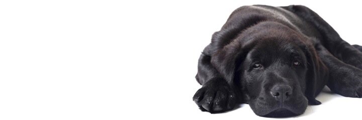 TopDogBozeman's profile banner image