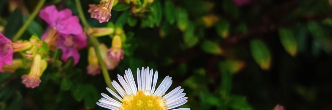 MeghaM51's profile banner image