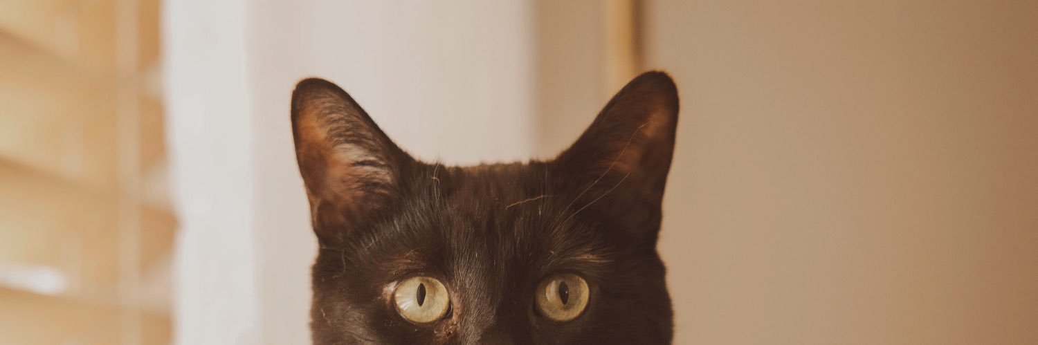 megsculley's profile banner image