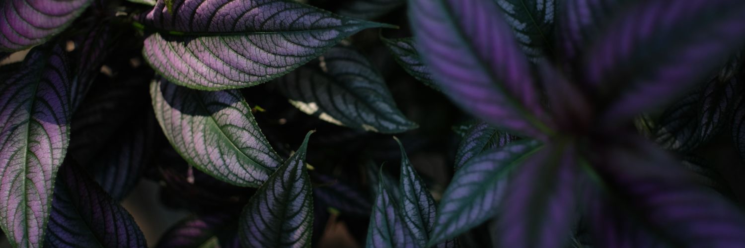 ideaform's profile banner image