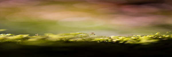 PACNPASTELS's profile banner image