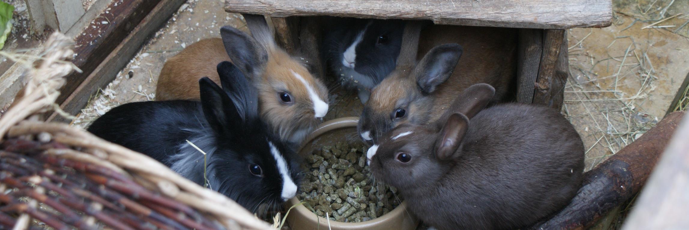 CottonTails's profile banner image