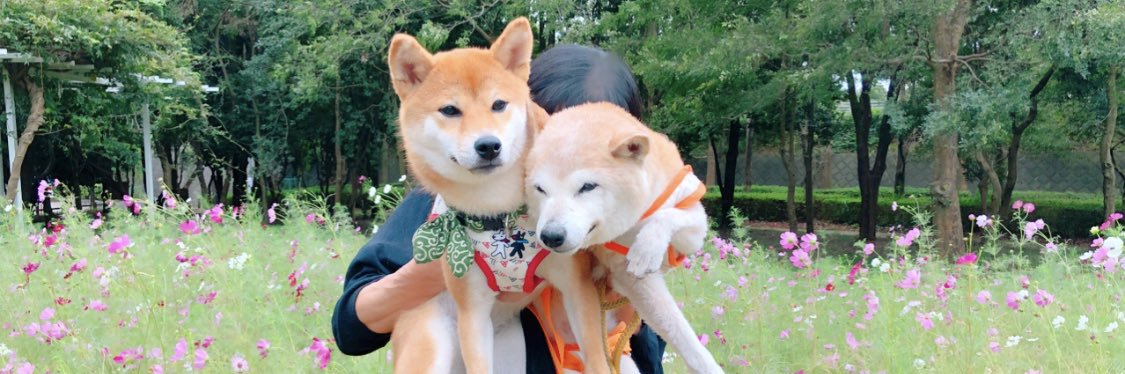 chokotan08091's profile banner image
