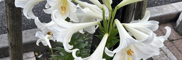 Ksmldy Profile Banner