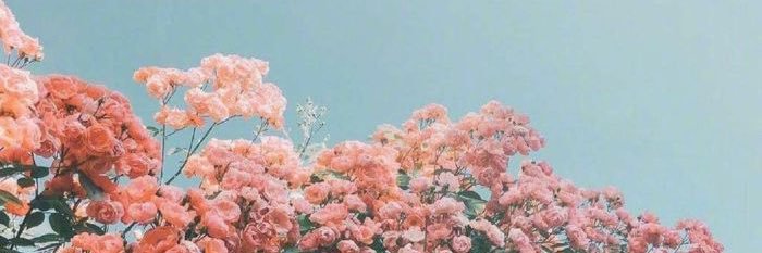 biya. banner