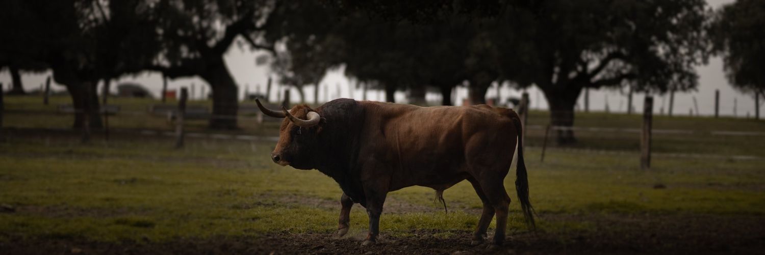rosita🇪🇸💚🇪🇸 banner