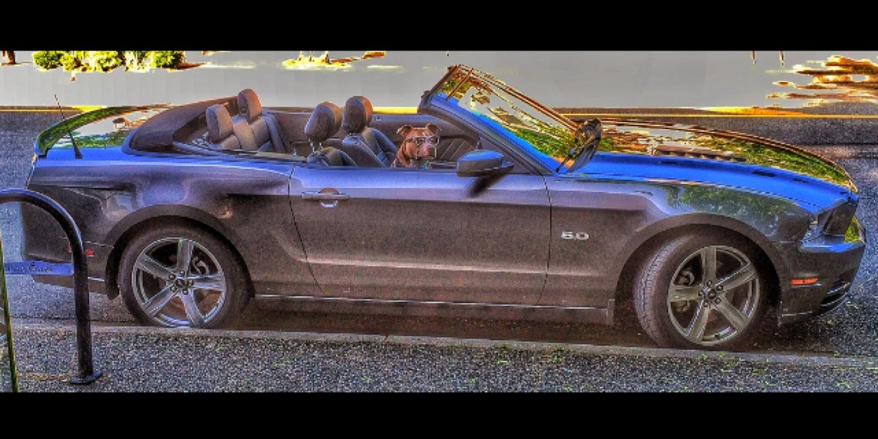 Caino Tha Dawg banner