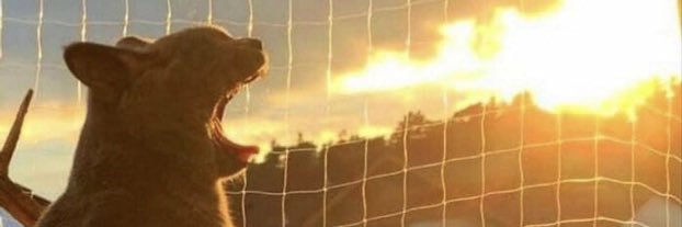 ulvic's profile banner image
