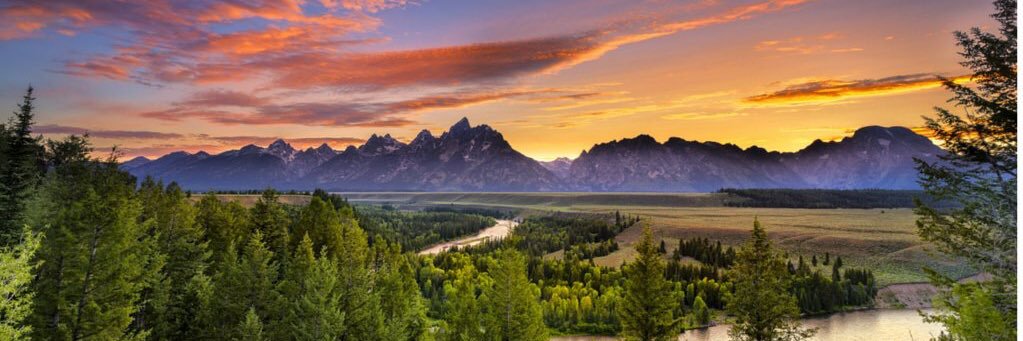 Kate Long Swan banner