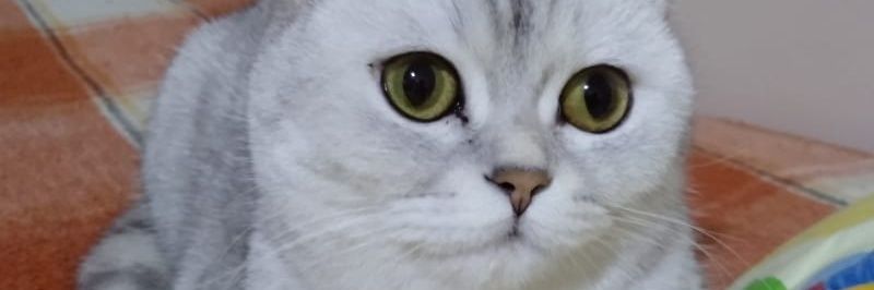 RakimEfend's profile banner image