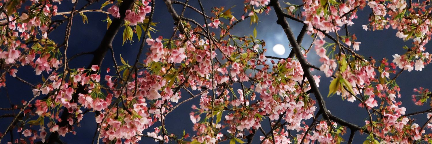FaiRy29fc's profile banner image