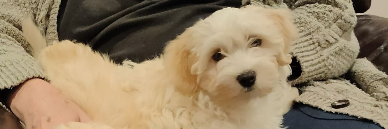 HavanesePip's profile banner image