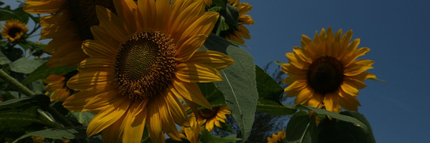 notyourprob123's profile banner image