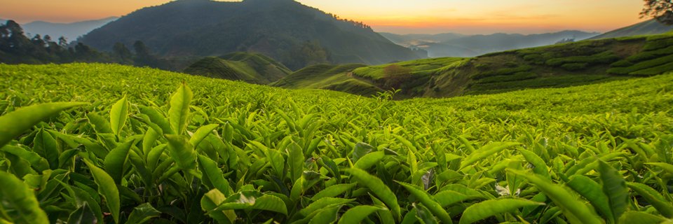 Tea Advisory Panel banner