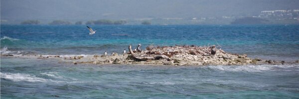 raolivieri Profile Banner