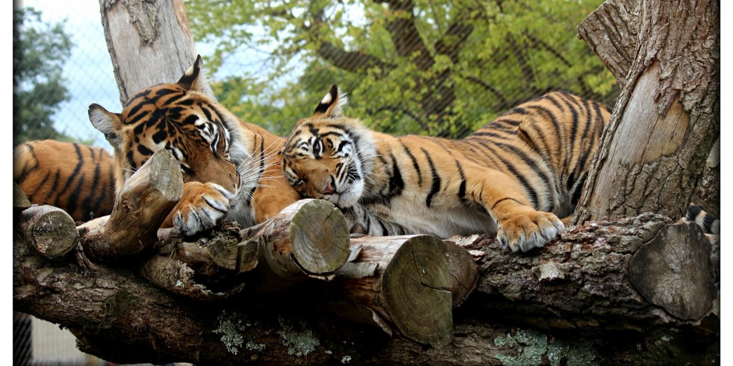JulesSimpkin's profile banner image